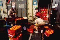 Packing the goods in the containers